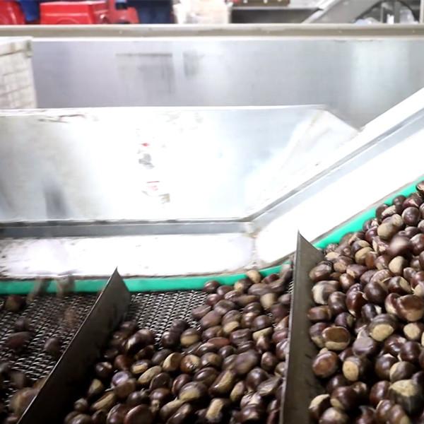 Cheap Electric Intelligent Chestnut Sorting Machine 380V Nuts Grading Machine for sale