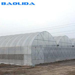 Best Hot Dip Galvanized Steel Wind Resistance Sides Ventilation Multi Span Greenhouse wholesale