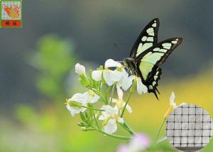 China Anti - Butterfly Garden Mesh Netting For Protect Crops And Vegetables 40g/Sqm on sale